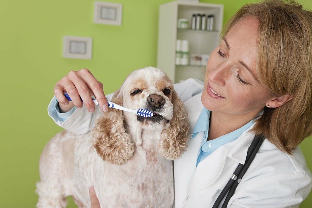 Busy Butter for Dogs