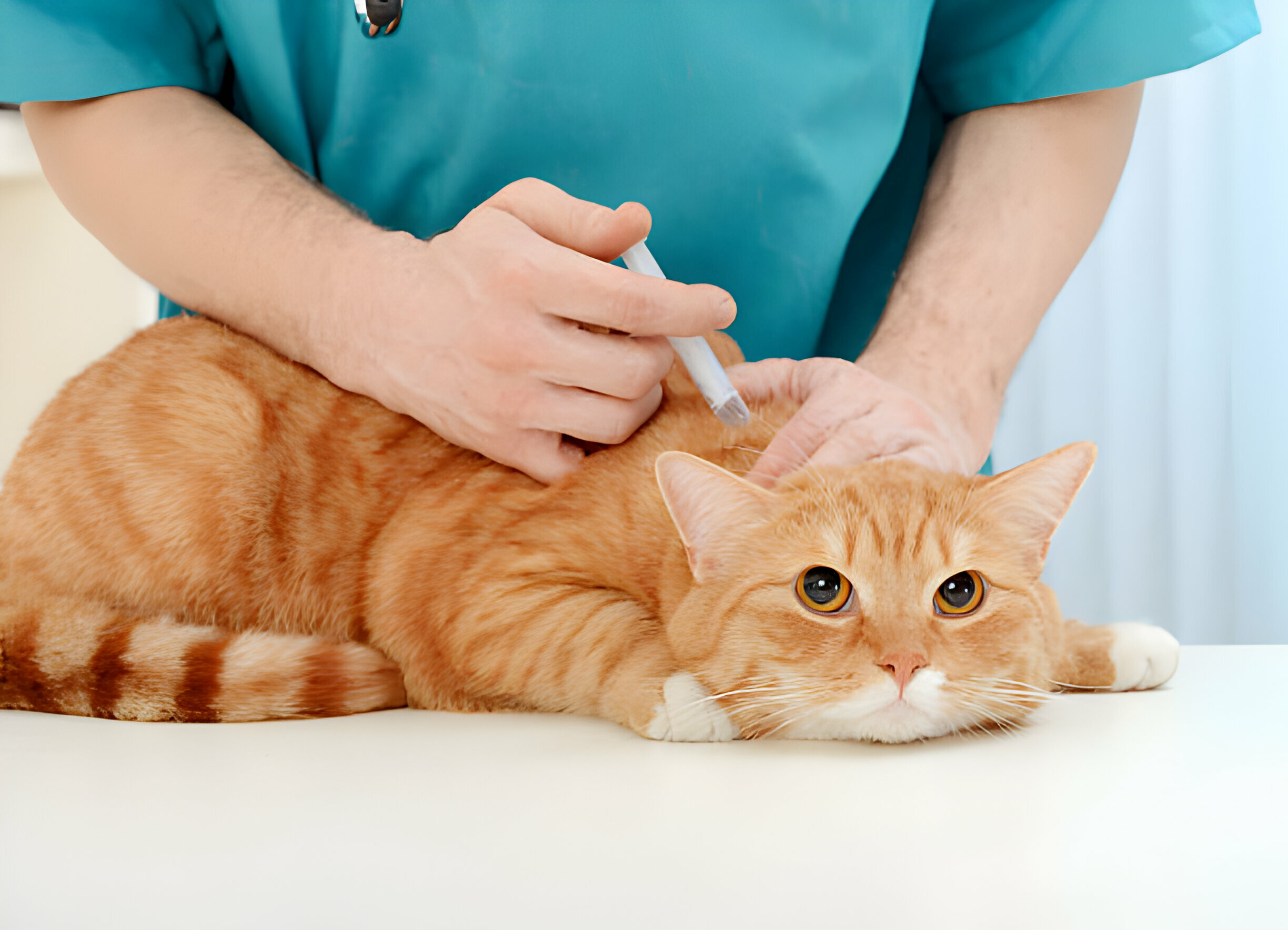 Alternatives to Sub-Q Fluids for Cats